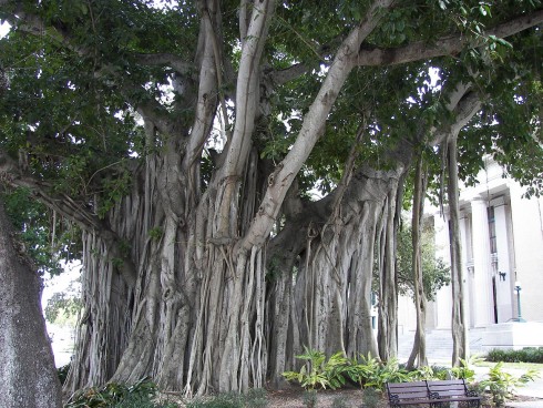 1280px-Banyan_tree_Old_Lee_County_Courthouse.jpg