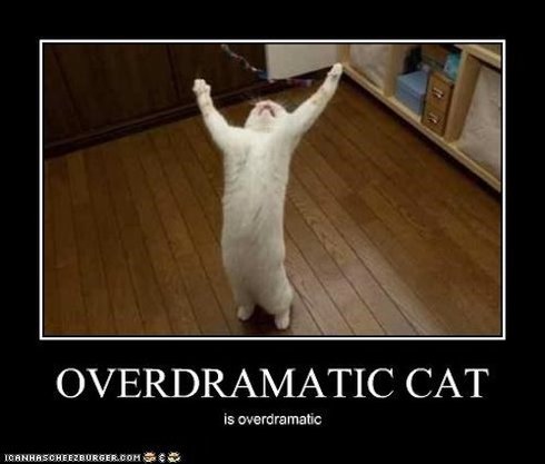 overdramatic-cat.jpg