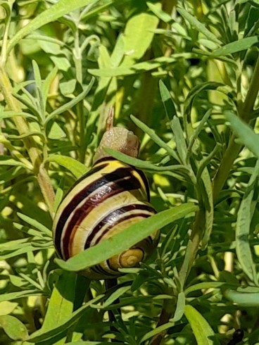 snail 01.jpg