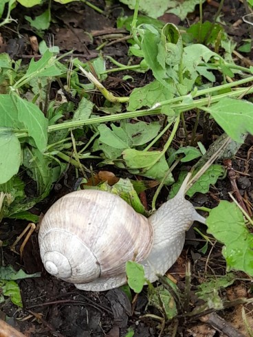 snail 02.jpg