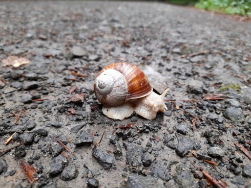 snail 03.jpg