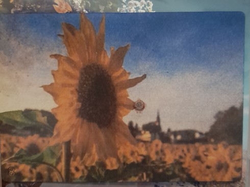 8 Sunflower.jpg